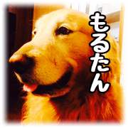 WAGAYANO MORUTAN WAGAYANO MORUTAN