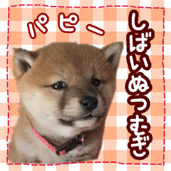 Shiba Inu Tsumugi Puppy Sticker