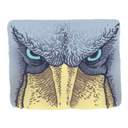 shoebill stork shoebill stork