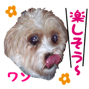 photos of my loving dog