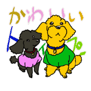 KeiN.'s Pretty toy poodle.