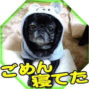 Black pug doratan 7