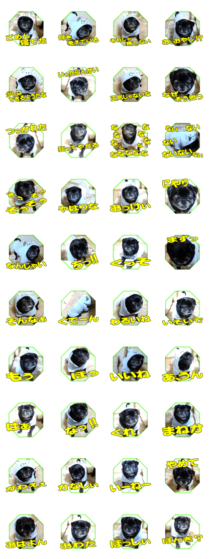 Black pug doratan 7