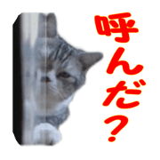 Ryoma's daily life