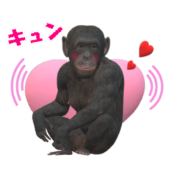 チンパンジーの感情2
