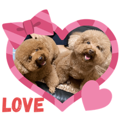 Q尼日常-搞怪系貴賓