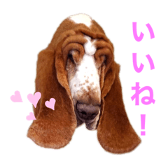 Basset hound wrinkly