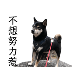 Dowu blackshiba_20210123132256