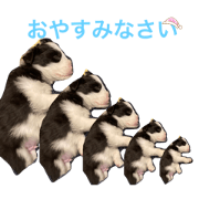 06panda_20210123180854