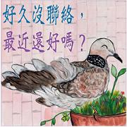 Spotted Dove in the urban jungle.(3CT)