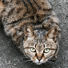 Street cat emoticons _ 1