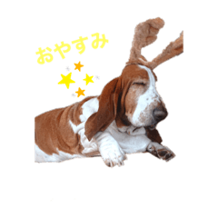 Basset hound wrinkly 2 revised