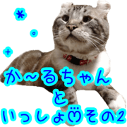 AmericanCurlsticker2