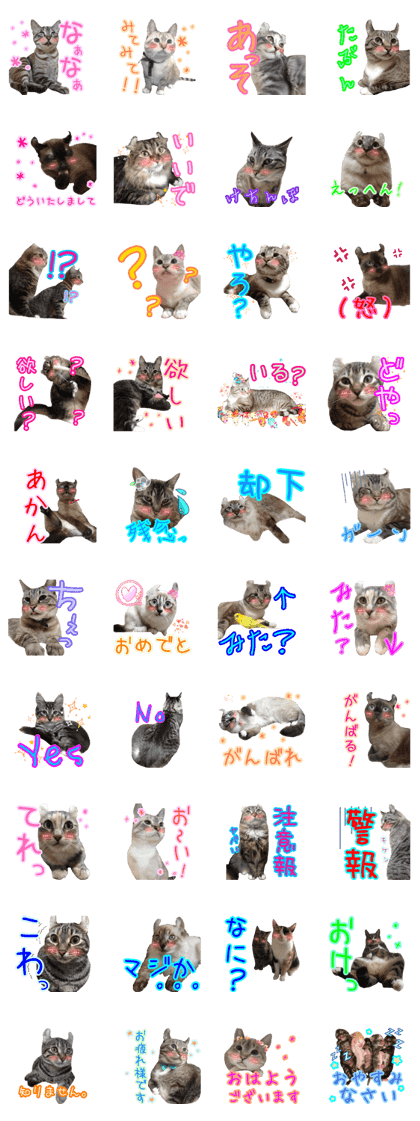 AmericanCurlsticker2