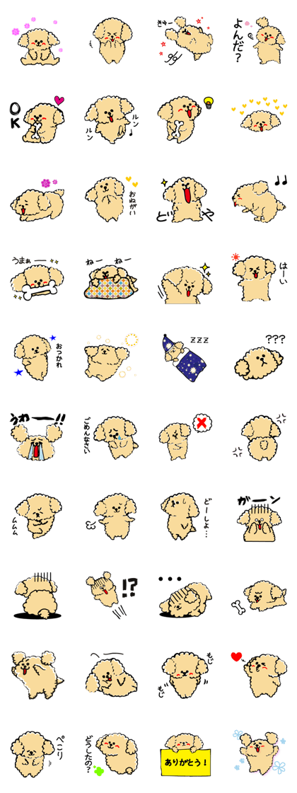 It is Toi of the toy poodle