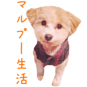 Maltipoo's life