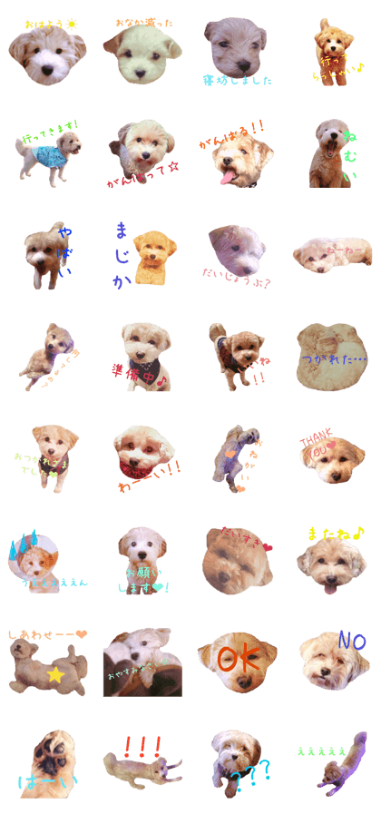 Maltipoo's life