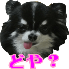 大阪のチワワ Line スタンプ Line Store