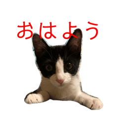 omochi_20210123225139