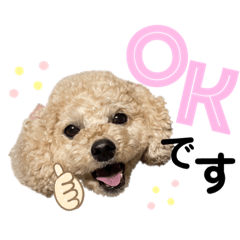 chopi_poodle_moko