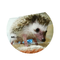 mitomi_20210124004759