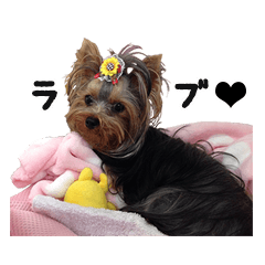 Marilyn the Yorkshire Terrier 2
