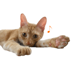 Adorable red tabby cat sticker