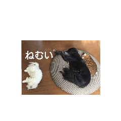 kurosuke_20210124155100