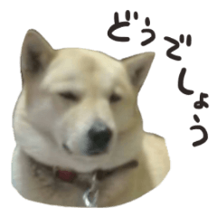 HOKKAIDO DOG