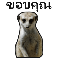 meerkat stickers (Thai ver.)