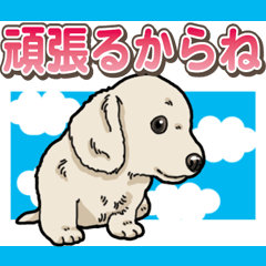 わんこ日和 ミニチュアダックスフンド仔犬