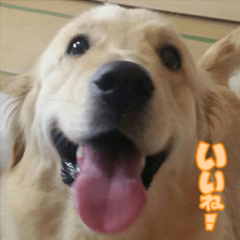 Golden Retriever Claire Sticker