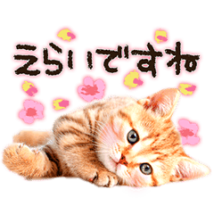 猫写真スタンプ9 敬語 ていねい語 Line スタンプ Line Store