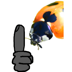 Doodle on Ladybugs2-BIG