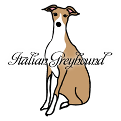 Italian Greyhound Jasmine