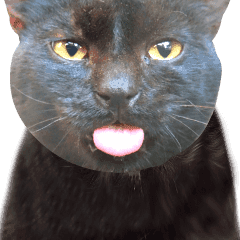 Suadam - Cute Black Cat Pop-Up