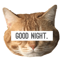 Cat owner_20210125151527