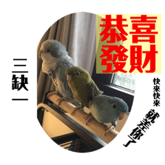 橫斑鸚鵡鳥語錄2