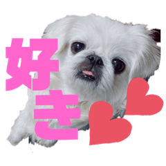4.Pekinese.LIFE