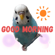 budgerigar cute