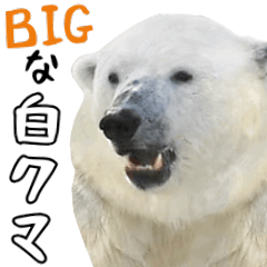 Big cute white bear