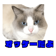 Love cat, that name is Daifuku 2