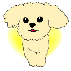 A toy poodle Anzu 2.