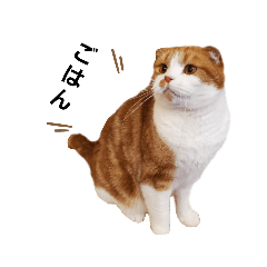 NANAMI_20210126024709