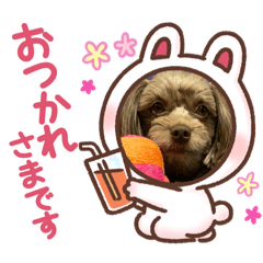 cocoa_20210126084358