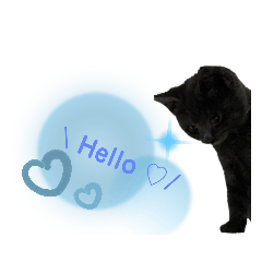Karin_cat7_20210125194132