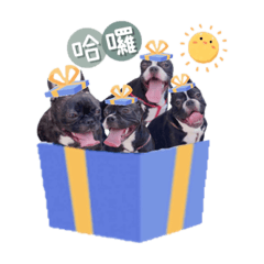 虎妞ㄚ布ㄧ丿黑皮ㄧ家親❤️