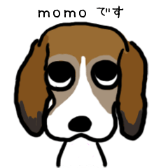 Beagle dogs momo