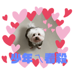 哮天犬 多多1