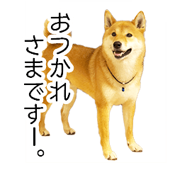 Shibainu having a daily conversation 2